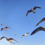 Joe Burbank | Orlando Sentinel                                Gulls hover over a beach on a windy afternoon.