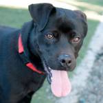 Colt: Adoptable Pet of the Week