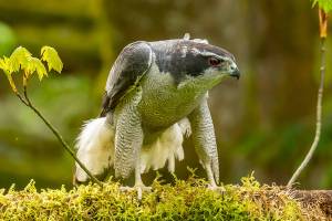 Grays Harbor Birds: Northern Goshawk (Accipiter gentilis)