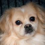 Teddy: Adoptable Pet of the Week