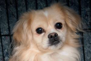 Teddy: Adoptable Pet of the Week