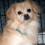 Teddy: Adoptable Pet of the Week