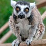 He wanted a pet monkey but stole a lemur instead; then he bragged about it, FBI says