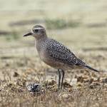 American Golden Plover (Photo by Gregg Thompson)