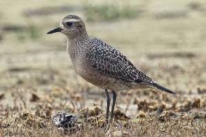 Grays Harbor Birds: American Golden Plover (Pluvialis dominica)
