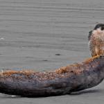 Power-birding with Coastal Raptors