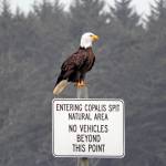 An adult bald eagle acts as a sentry for a protected area of the shoreline.