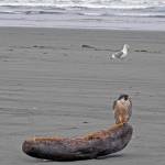 Photos by Kat Bryant | Grays Harbor News Group                                Local wildlife photographers have named this adult female peregrine falcon White Toes because some of her talons are white instead of black.