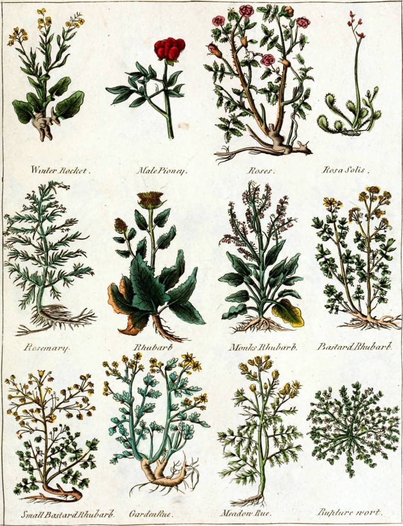 A page from Culpepers Complete Herbal, the 1789 British guide to herbal remedies.