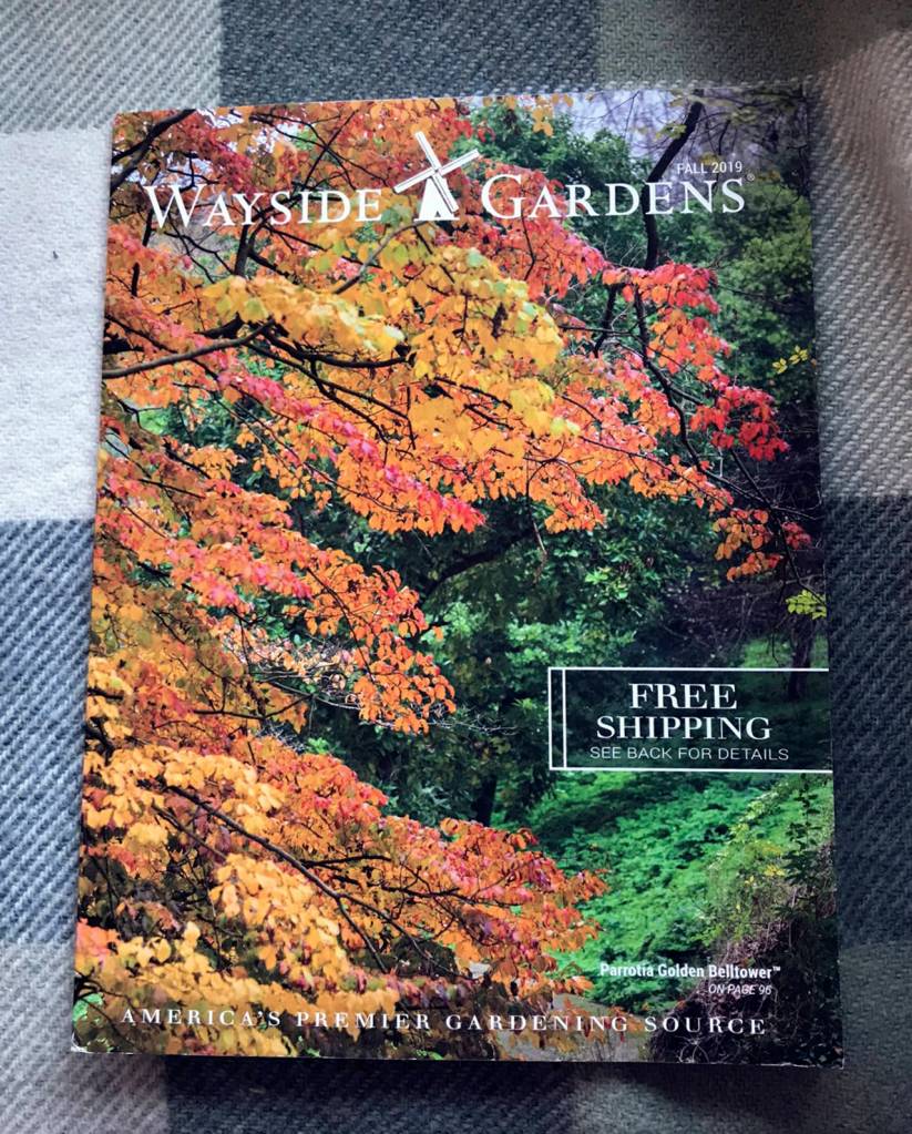 Wayside Gardens modern-day catalog focuses solely on live plants rather than seeds.