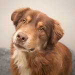 Thud: Adoptable Pet of the Week