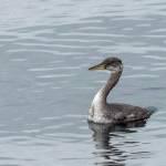 Photo by Gregg Thompson