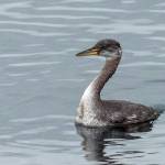 Grays Harbor Birds: Red-necked Grebe (Podiceps grisegena)