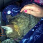 Photo courtesy Teresa Holt                                Korra grooms herself after settling into Teresa Holts lap in the familys car at the Deadman Pass rest area.