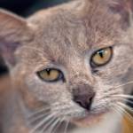 Bootsie: Adoptable Pet of the Week
