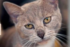 Bootsie: Adoptable Pet of the Week