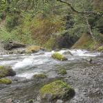 COURTESY WILD OLYMPICS CAMPAIGN                                Rapids in the upper South Fork Skokomish proposed wilderness and Wild and Scenic River.