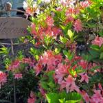 Winter: a restorative time for gardens