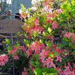 Mary Shane                                The deciduous azalea type loses its leaves in winter, so it is easy to see all the buds that will open in spring  unless you prune their branches this winter.
