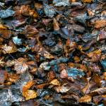 Bobby McKay                                If fallen leaves on the grass are incorporated into late-fall mowing, there will be a helping of leaf mulch to use on vegetable garden rows.