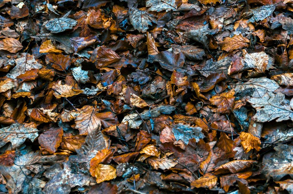 Bobby McKay                                If fallen leaves on the grass are incorporated into late-fall mowing, there will be a helping of leaf mulch to use on vegetable garden rows.