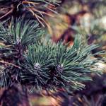 Sneezing too much to enjoy the holidays? A moldy Christmas tree might be to blame