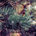 The warmth inside homes is one reason the mold on trees gets more dangerous with time.