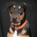 Adoptable Pet of the Week: Murphy