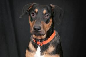 Adoptable Pet of the Week: Murphy