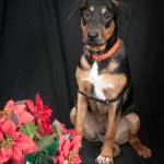 Adoptable Pet of the Week: Murphy