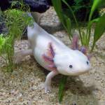An axolotl is a type of salamander with big frilly gills like a lions mane.