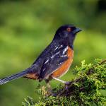 Photo by Gregg Thompson