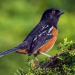 Grays Harbor Birds: Spotted Towhee (Pipilo maculatus)