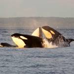 Jamie Hale/The Oregonian                                 Two pods of transient orcas socialize and leap out of the water as they meet up at sunset in the Salish Sea.