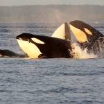 Northwest orcas are shrinking — and so are their prey, chinook salmon, new research shows