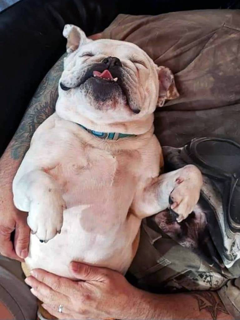 Khali is one of the three bulldogs with spina bifida that will be at Saturdays event. Theyre part of Lilys Pad Rescue, a nonprofit organization based in Silver Lake.