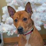 Henesey: Adoptable Pet of the Week