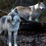 1 ranch, 26 wolves killed: Fight over endangered predators divides ranchers and conservationists