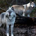 At Wolf Haven International in Tenino, an 8-year-old grey wolf, left, lives with a wolf-dog, right, at the sanctuary. (Carolyn Cole/Los Angeles Times)