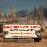 Just south of Colville, is a sign that reads Dangerous Predators. There are about 127 grey wolves in Washington state that are in the middle of a battle between ranchers and conservationists. Advocates are trying to stop eradication of wolf packs that prey on livestock. (Carolyn Cole/Los Angeles Times)