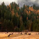 Cows graze in a field belonging to the McIrvin family Diamond M Ranch after they came down from grazing in the Colville National Forest over the summer months. Wolf advocates say the national forest should be left for wild animals, not for domestic cattle to graze by permit. There is a greater chance of wolf-cattle conflict in the Colville National Forest. There are no cattle left in the national forest at this time of year, as the are trucked further south for the winter months. (Carolyn Cole/Los Angeles Times)
