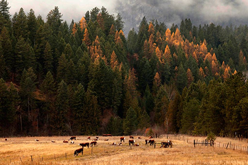 Cows graze in a field belonging to the McIrvin family Diamond M Ranch after they came down from grazing in the Colville National Forest over the summer months. Wolf advocates say the national forest should be left for wild animals, not for domestic cattle to graze by permit. There is a greater chance of wolf-cattle conflict in the Colville National Forest. There are no cattle left in the national forest at this time of year, as the are trucked further south for the winter months. (Carolyn Cole/Los Angeles Times)