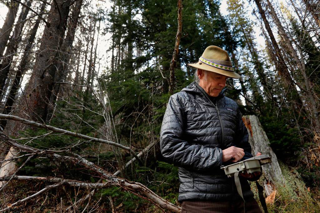 Tim Coleman, head of the local Kettle Range Conservation Group, sets a camera trap to try to get pictures and video of wolves in Colville National Forest. He is working with other wolf advocates to stop the killings of wolves instigated by ranchers. There are about 127 grey wolves in Washington State that are in the middle of a battle between ranchers and conservationists. (Carolyn Cole/Los Angeles Times)