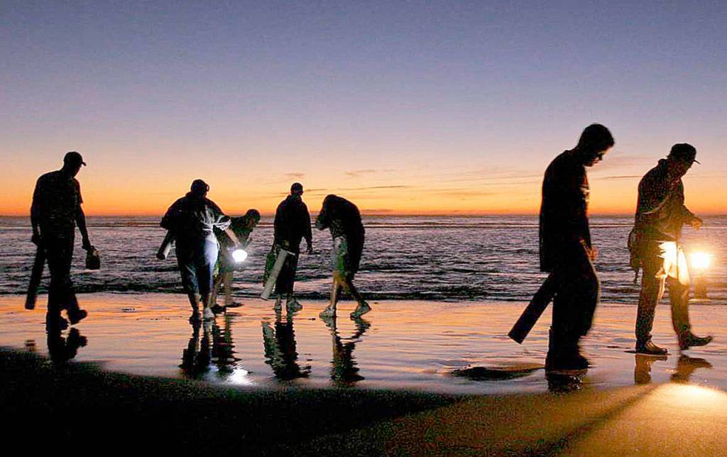 DAN AYRES | DEPARTMENT OF FISH AND WILDLIFE                                A night razor clam dig at Copalis Beach.