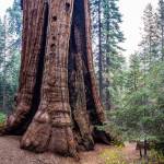 Largest private giant sequoia grove for sale. Deadline near to protect ‘absolute jewel’