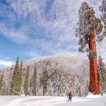 Victoria Reeder | Save the Redwoods League                                Giant sequoias (at right) tower over the Alder Creek grove that borders Giant Sequoia National Monument.