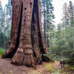 Max Forster | Save the Redwoods League                                The Stagg Tree in the Alder Creek grove of giant sequoias is the fifth-largest known tree in the world.