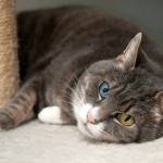 Dizzy: Adoptable Pet of the Week