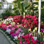 Mary Shane                                The conservatory at Tacomas Wright Park blossoms with seasonal flowers and over 700 mature trees.
