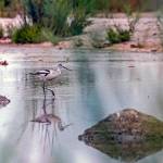 An American avocet at a marshland along the Salton Sea.